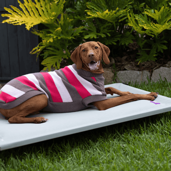 Kazoo Chestie Dog Jumper - Pink