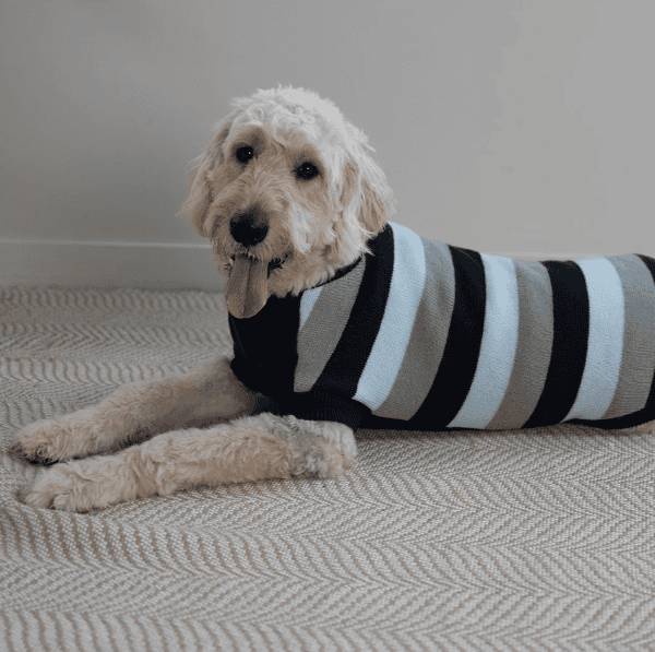 Kazoo Chestie Dog Jumper - Blue