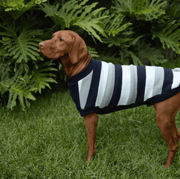 Kazoo Chestie Dog Jumper - Blue