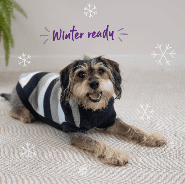 Kazoo Chestie Dog Jumper - Blue