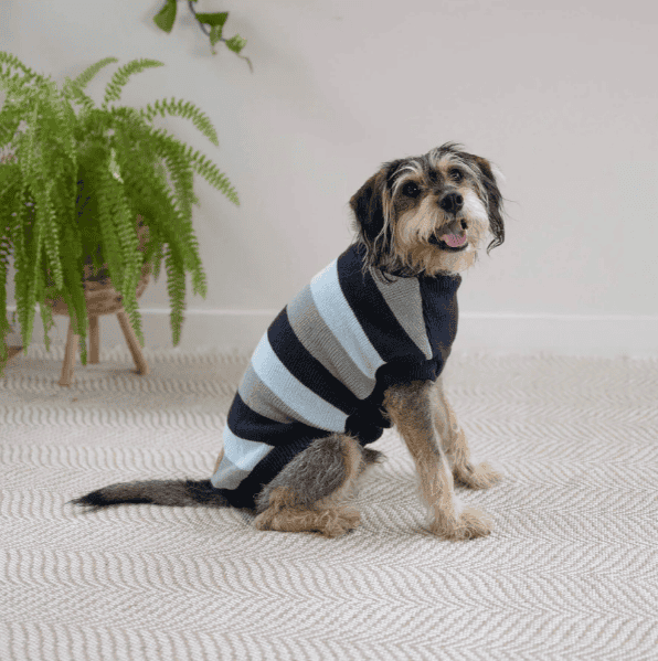 Kazoo Chestie Dog Jumper - Blue