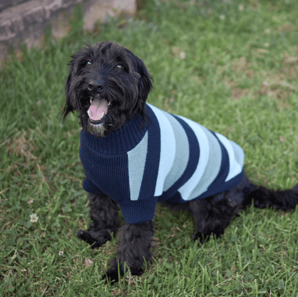 Kazoo Chestie Dog Jumper - Blue
