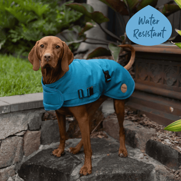 Kazoo Adventure Dog Coat with Harness Hatch - Blue Medium