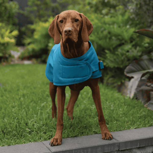 Kazoo Adventure Dog Coat with Harness Hatch - Blue Medium