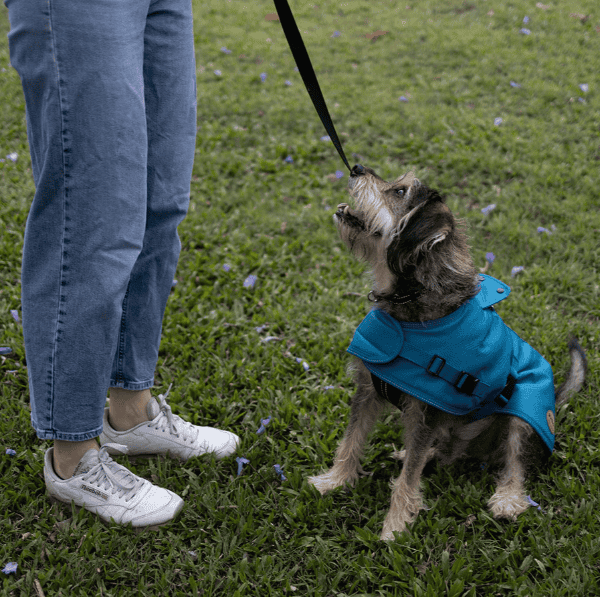 Kazoo Adventure Dog Coat with Harness Hatch - Blue Medium