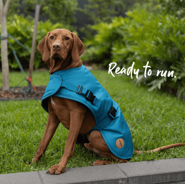 Kazoo Adventure Dog Coat with Harness Hatch - Blue Medium