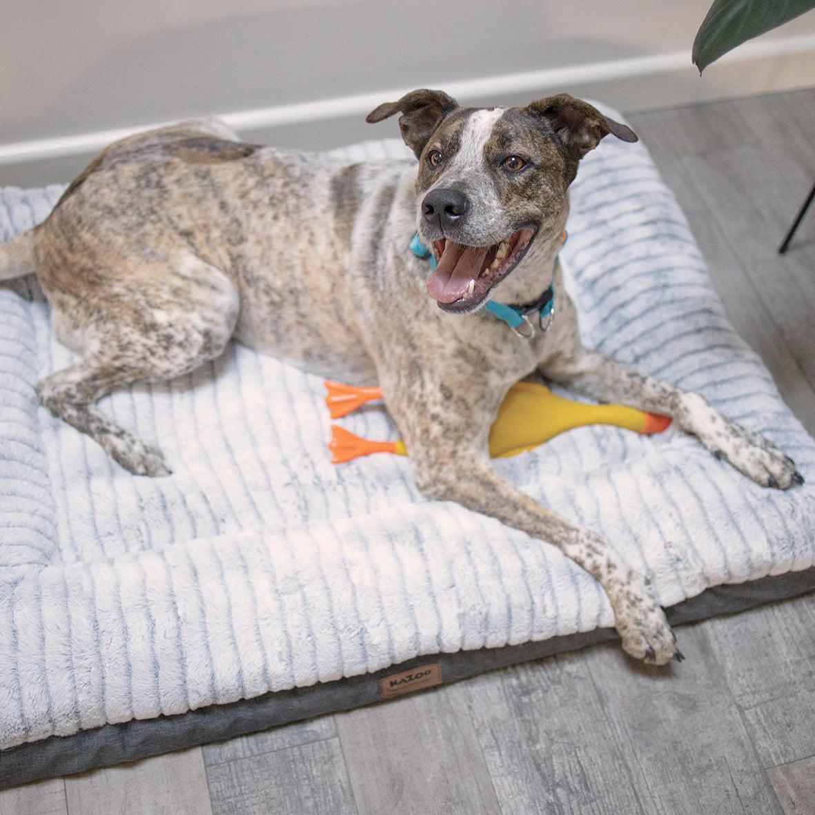 Kazoo Cloud Comfort Bed - Grey