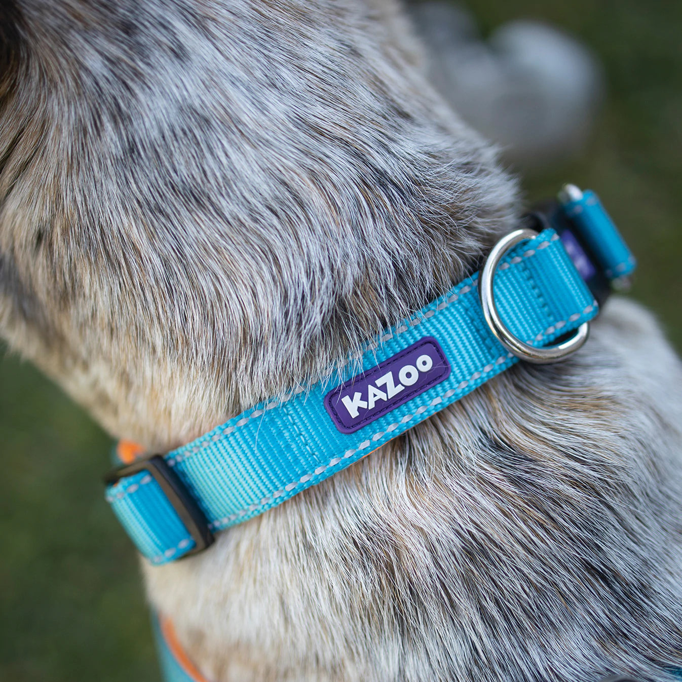 Kazoo Easy-Clip Collar - Active