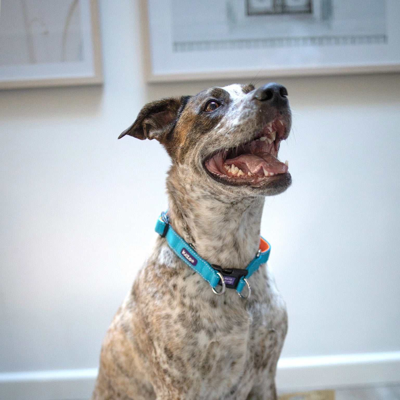 Kazoo Easy-Clip Collar - Active