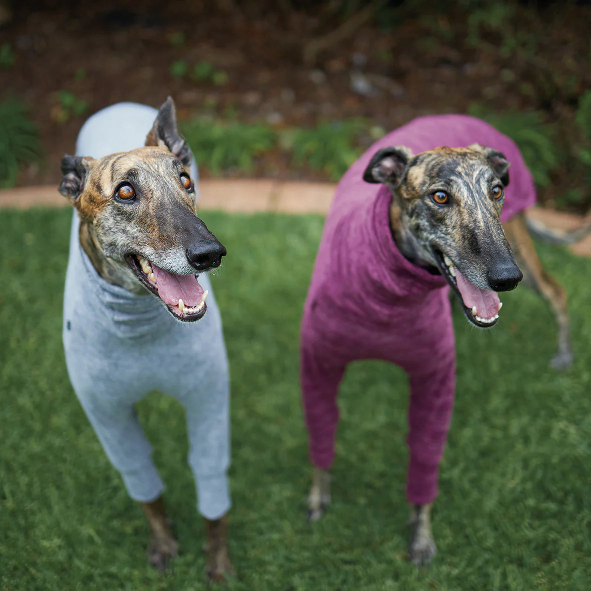 Kazoo Greyhound Softie Dog Jumper XS- Mulberry