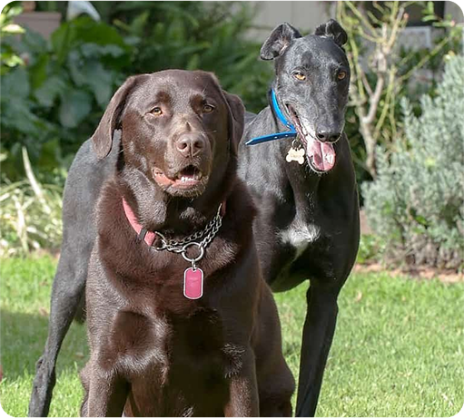 Our pet story