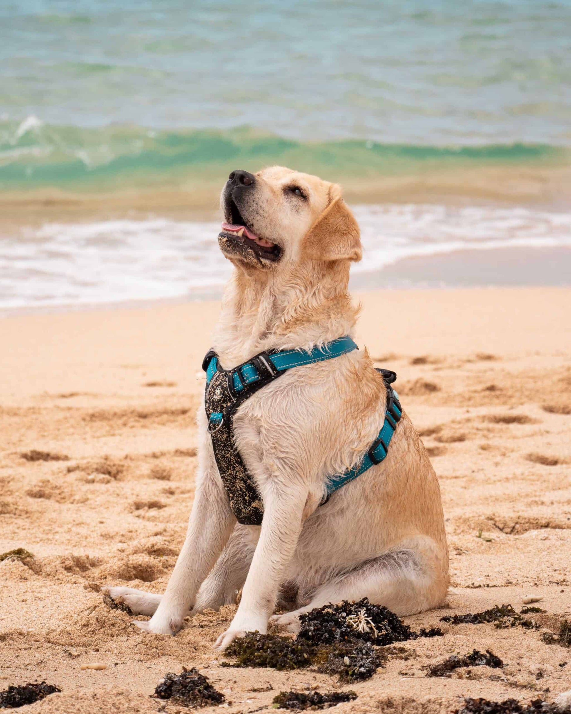 Huskimo Dog Harness Ultimate - Bells Beach