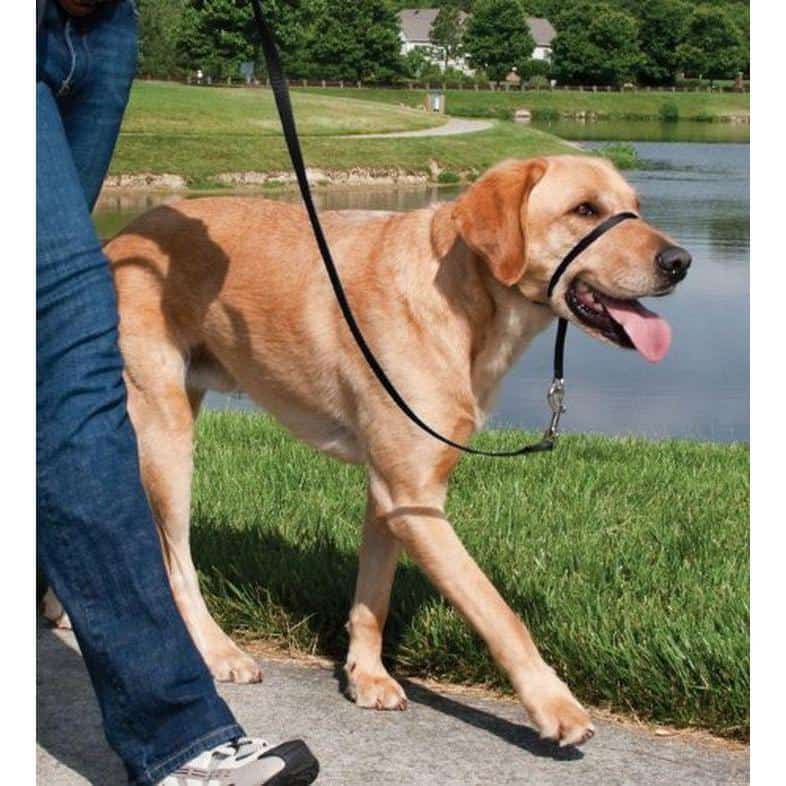 PetSafe Easy Walk Headcollar Small