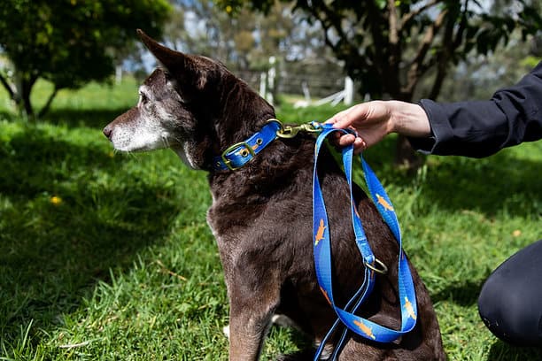 Anipal Piper the Platypus Dog Collar