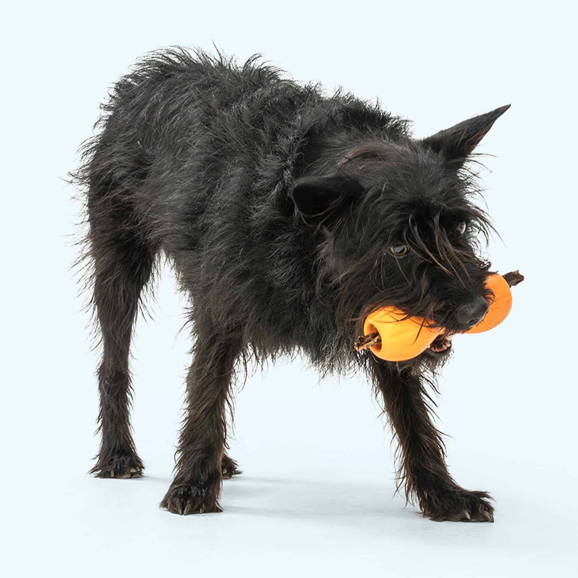 West Paw Qwizl Tough Puzzle