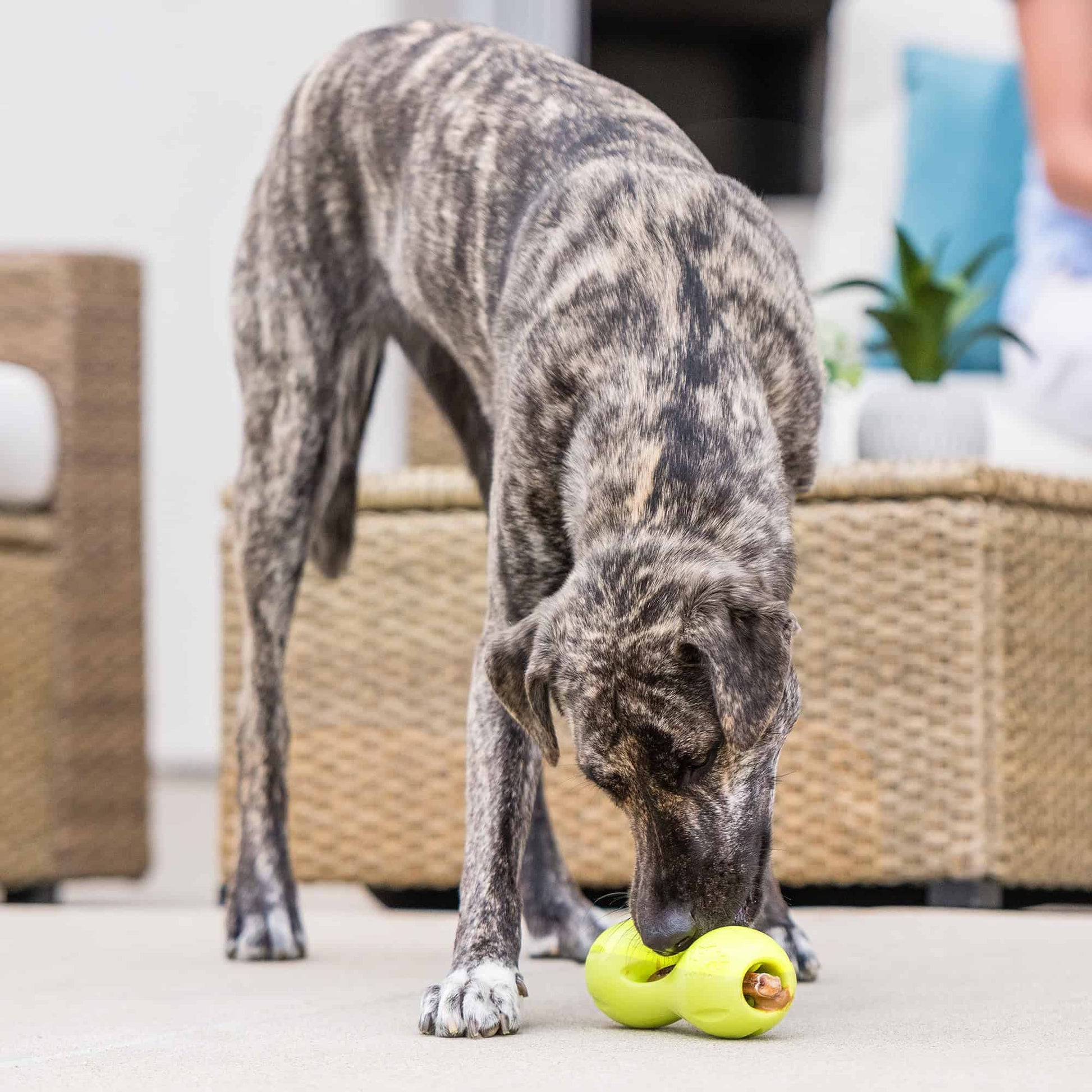 West Paw Qwizl Tough Puzzle