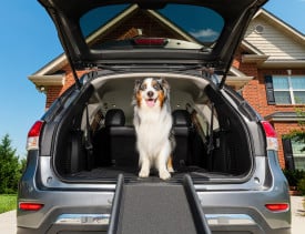 PetSafe Happy Ride Folding Dog Ramp