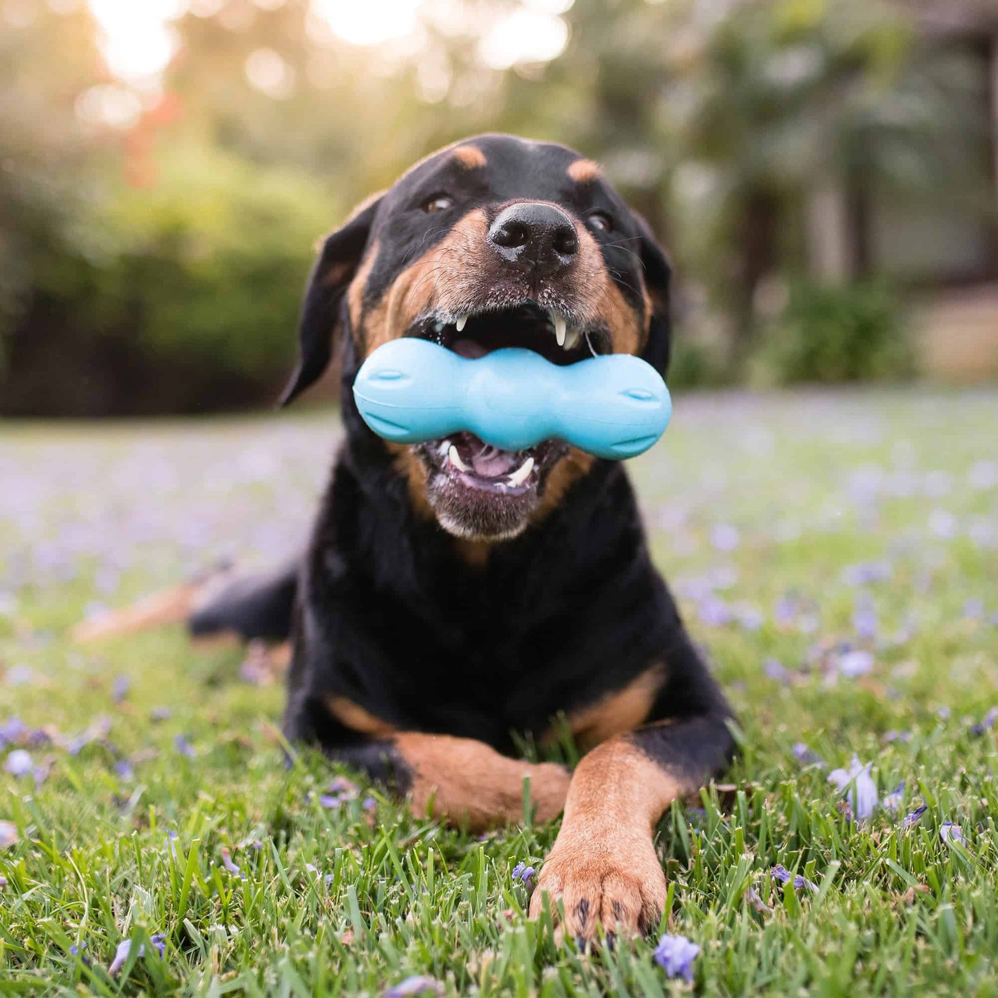 West Paw Rumpus Tough Fetch