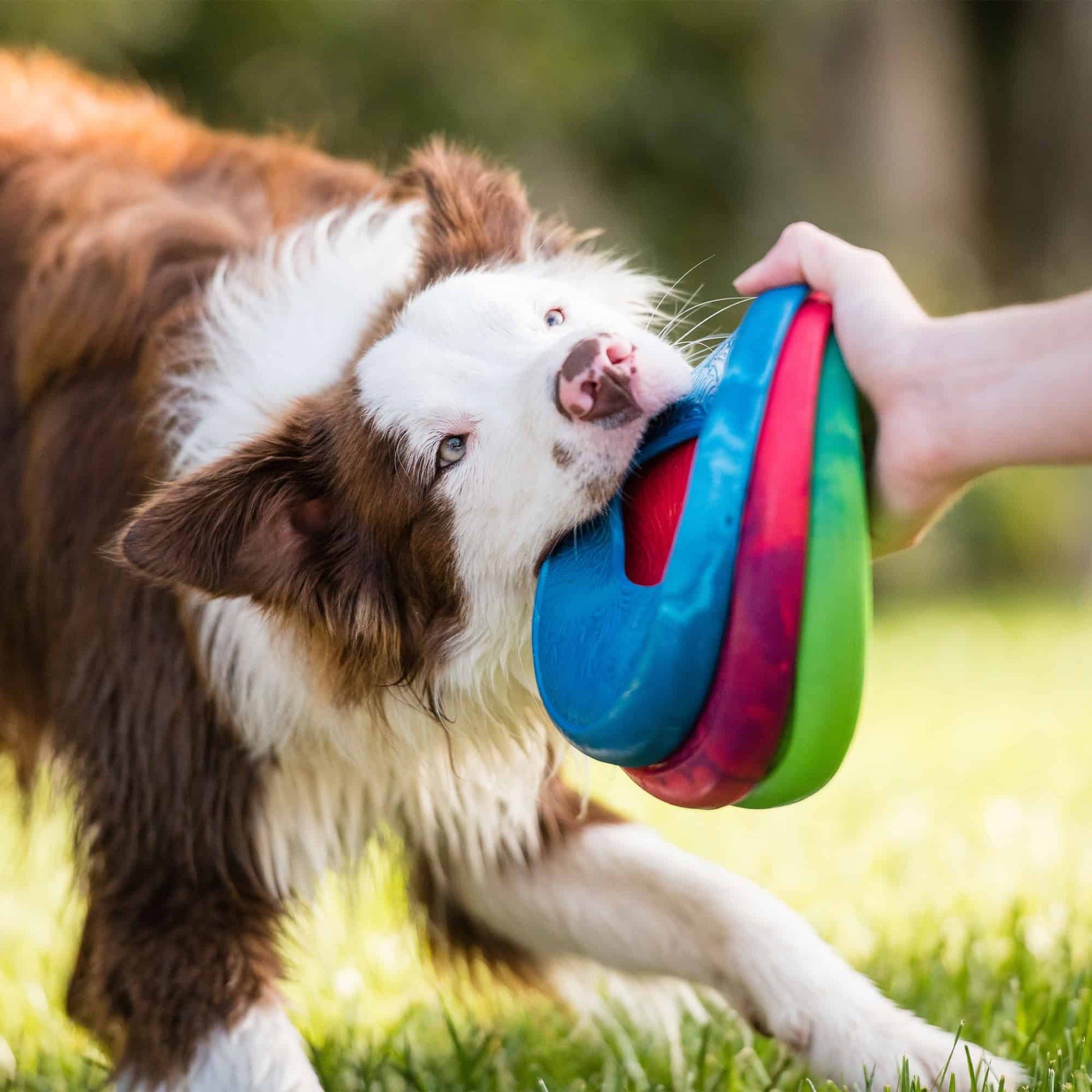West Paw Sailz Flying Chew Toy
