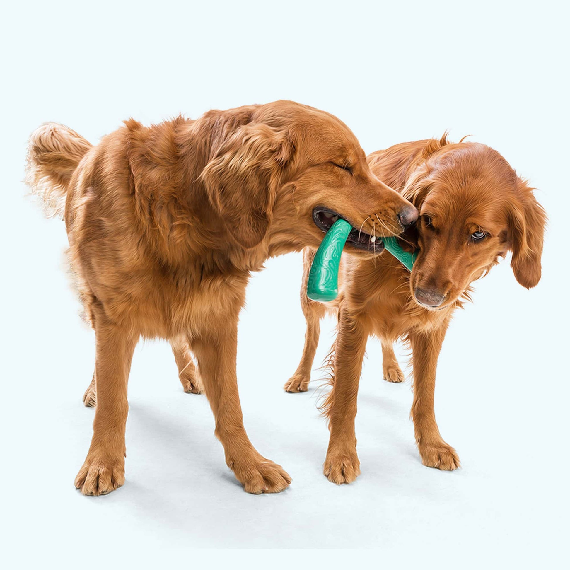 West Paw Snorkl Tug Toy