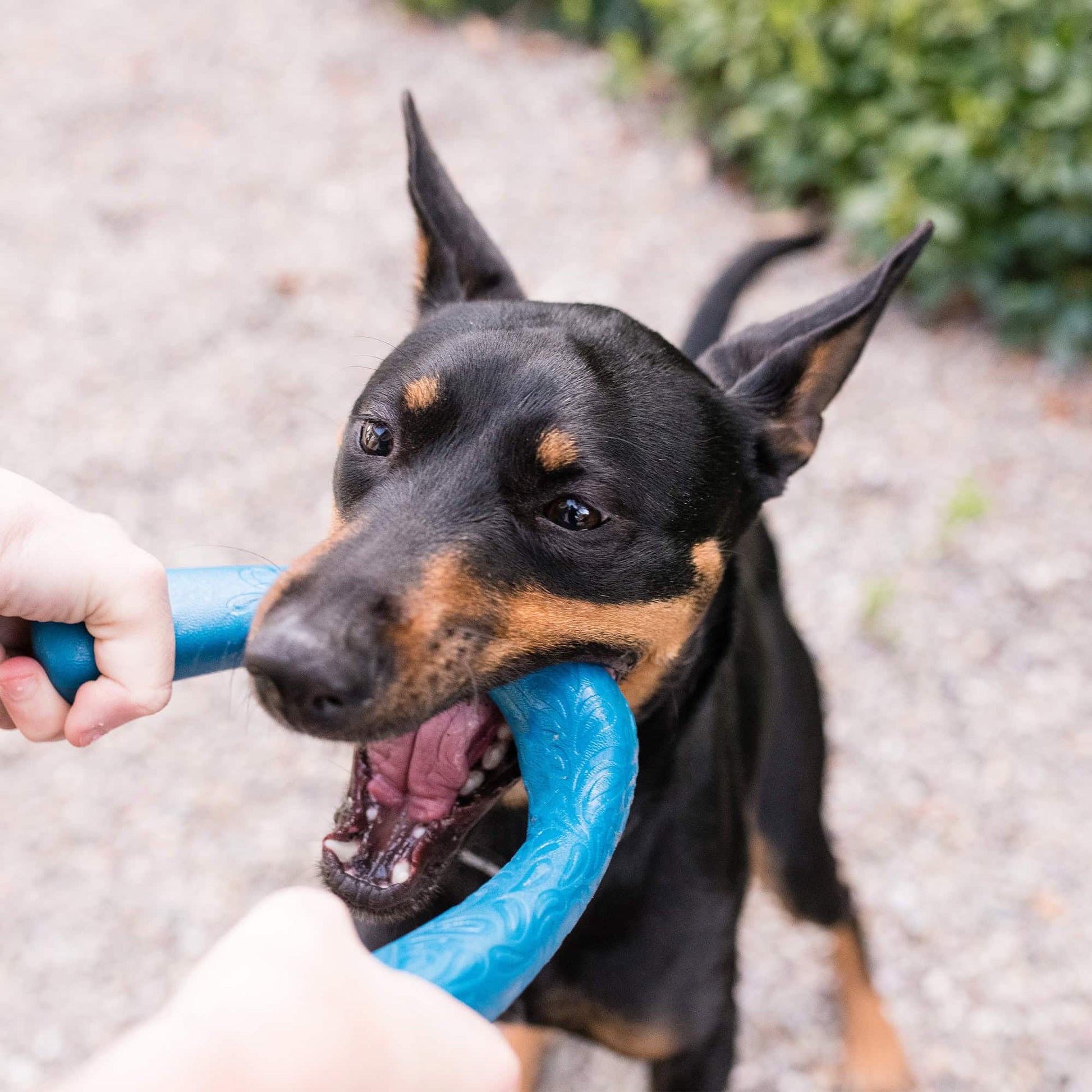 West Paw Snorkl Tug Toy