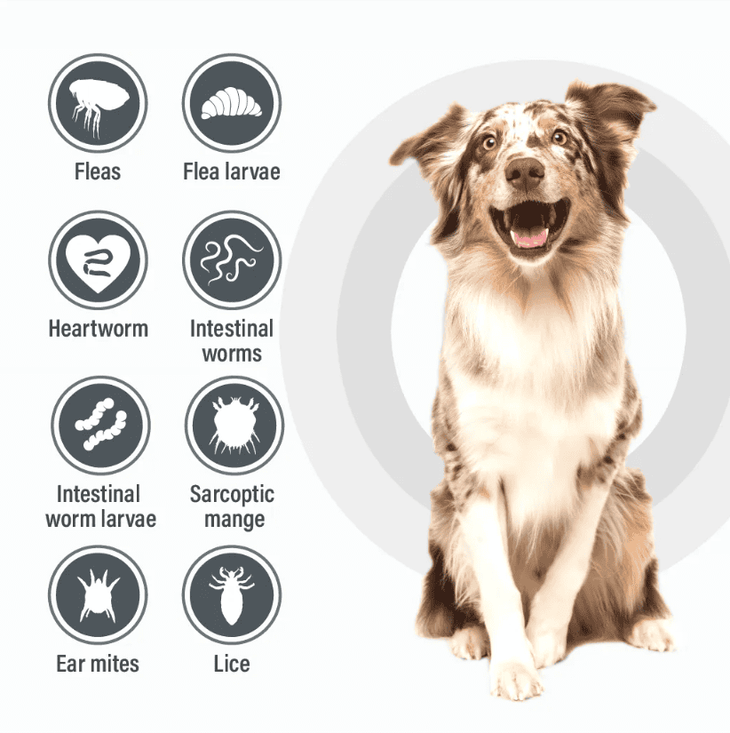 Talentcare Spot-On for Dogs 25kg and Over - 3 Pack