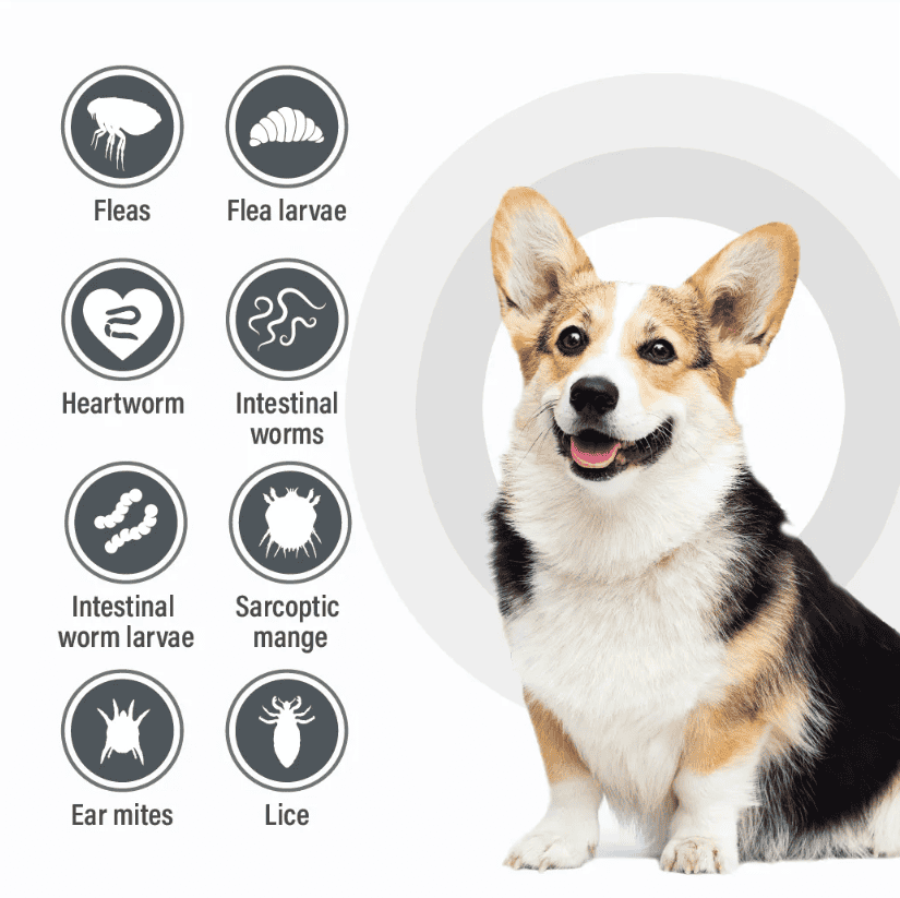 Talentcare Spot-On for Dogs 10kg - 25kg- 3 Pack