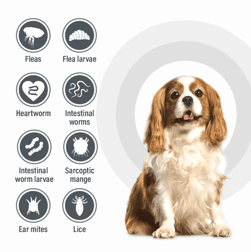 Talentcare Spot-On for Dogs 4kg - 10kg- 3 Pack
