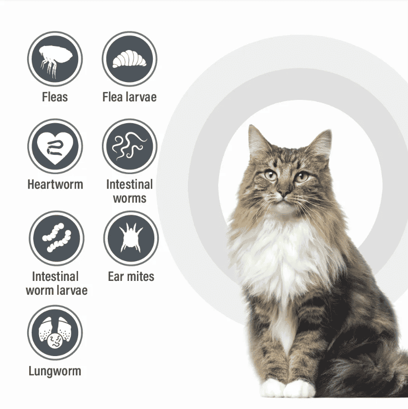 Talentcare Spot-On for Cats Over 4kg 3 Pack