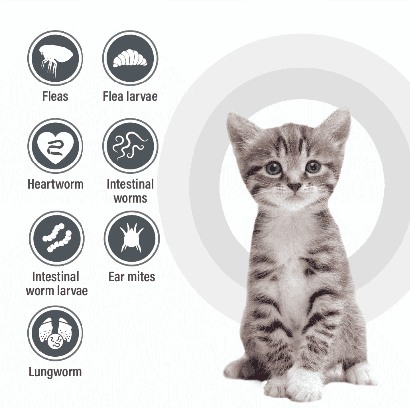 Talentcare Spot-On for Kittens And Cats Up To 4 Kg 3 pack