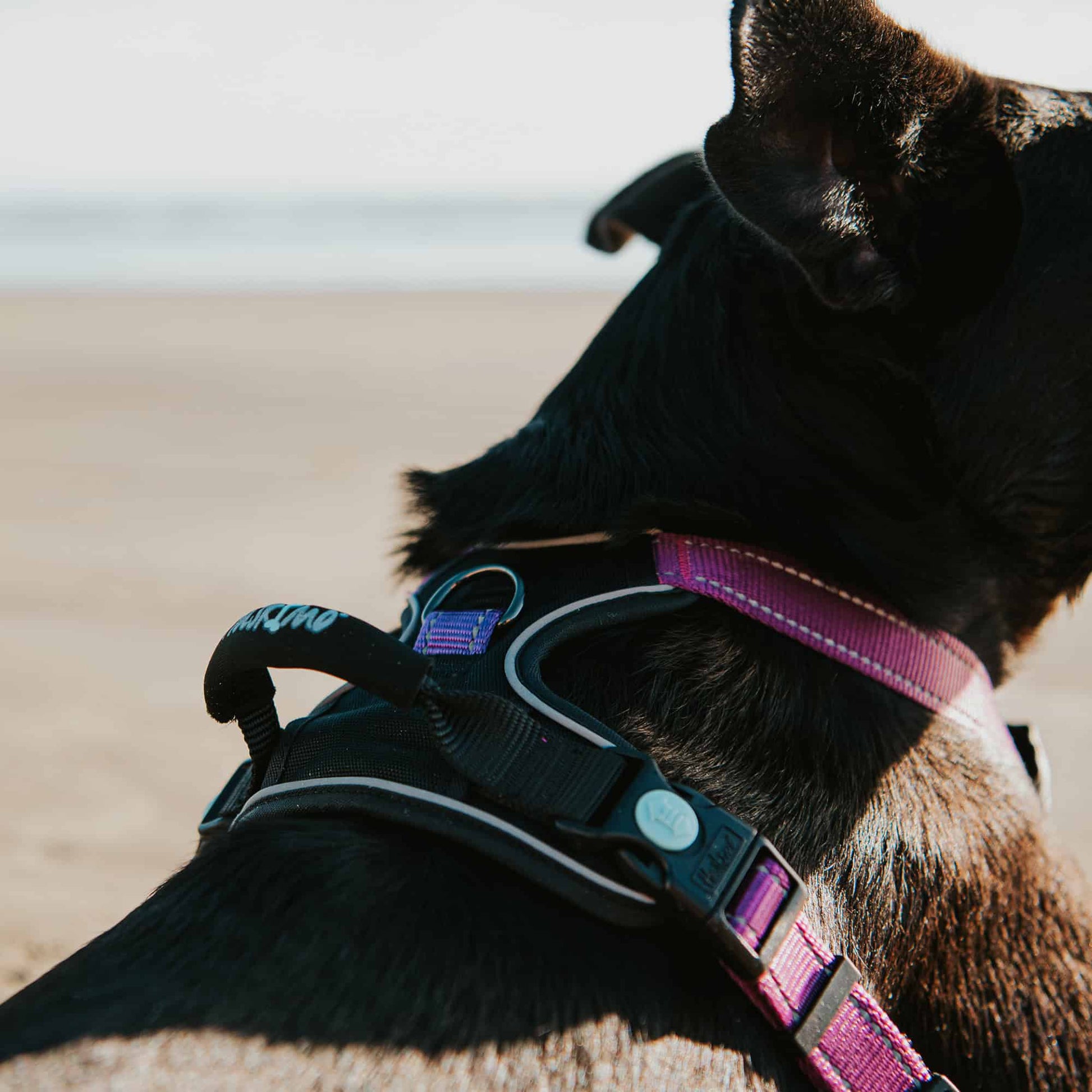 Huskimo Dog Harness Ultimate - Aurora
