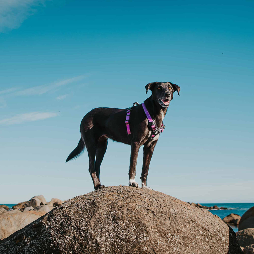 Huskimo Dog Harness Ultimate - Aurora