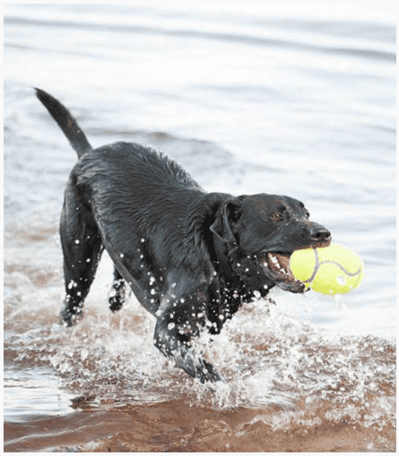Kong Dog Airdog Squeaker Football Small