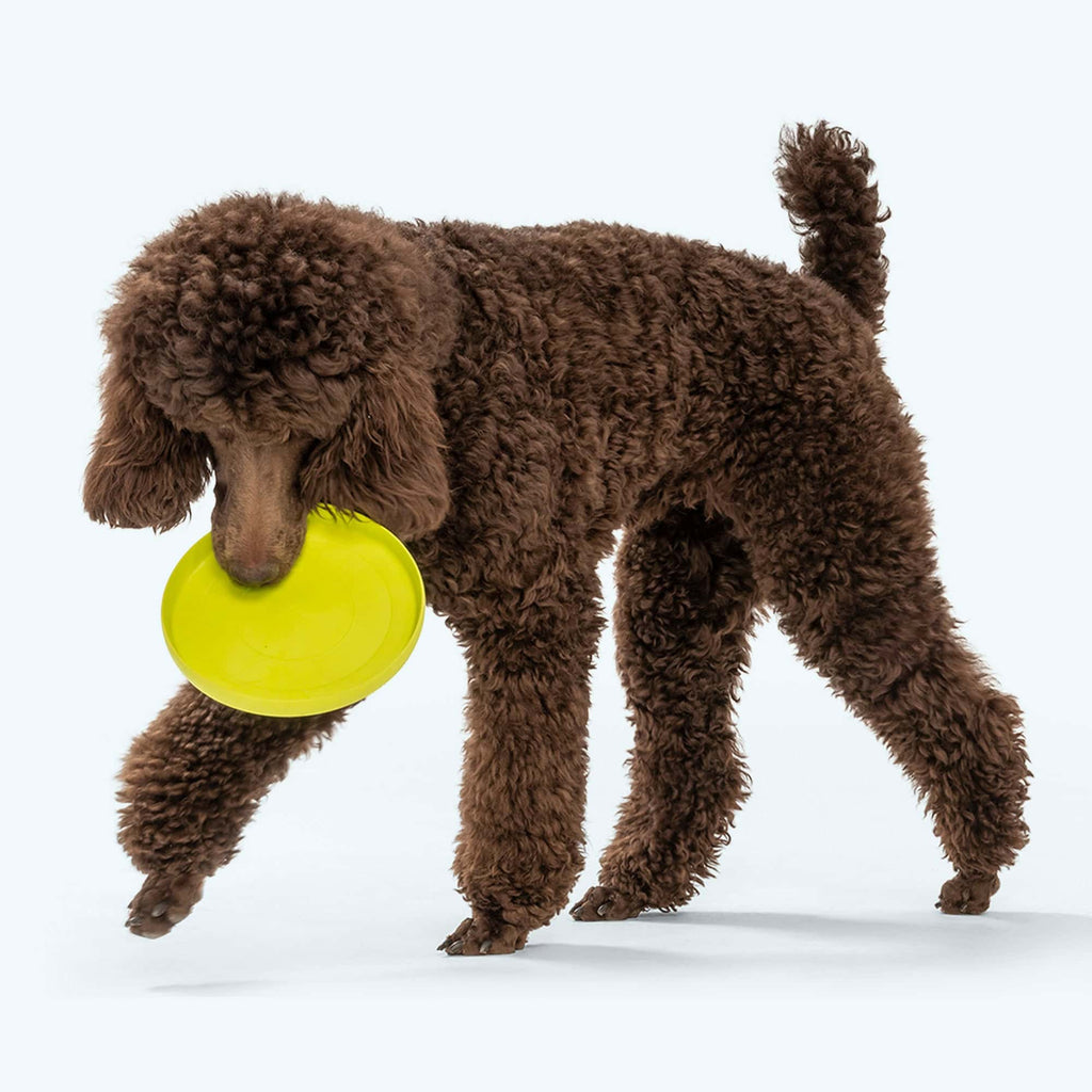 West Paw Zisc Flying Fetch Toy