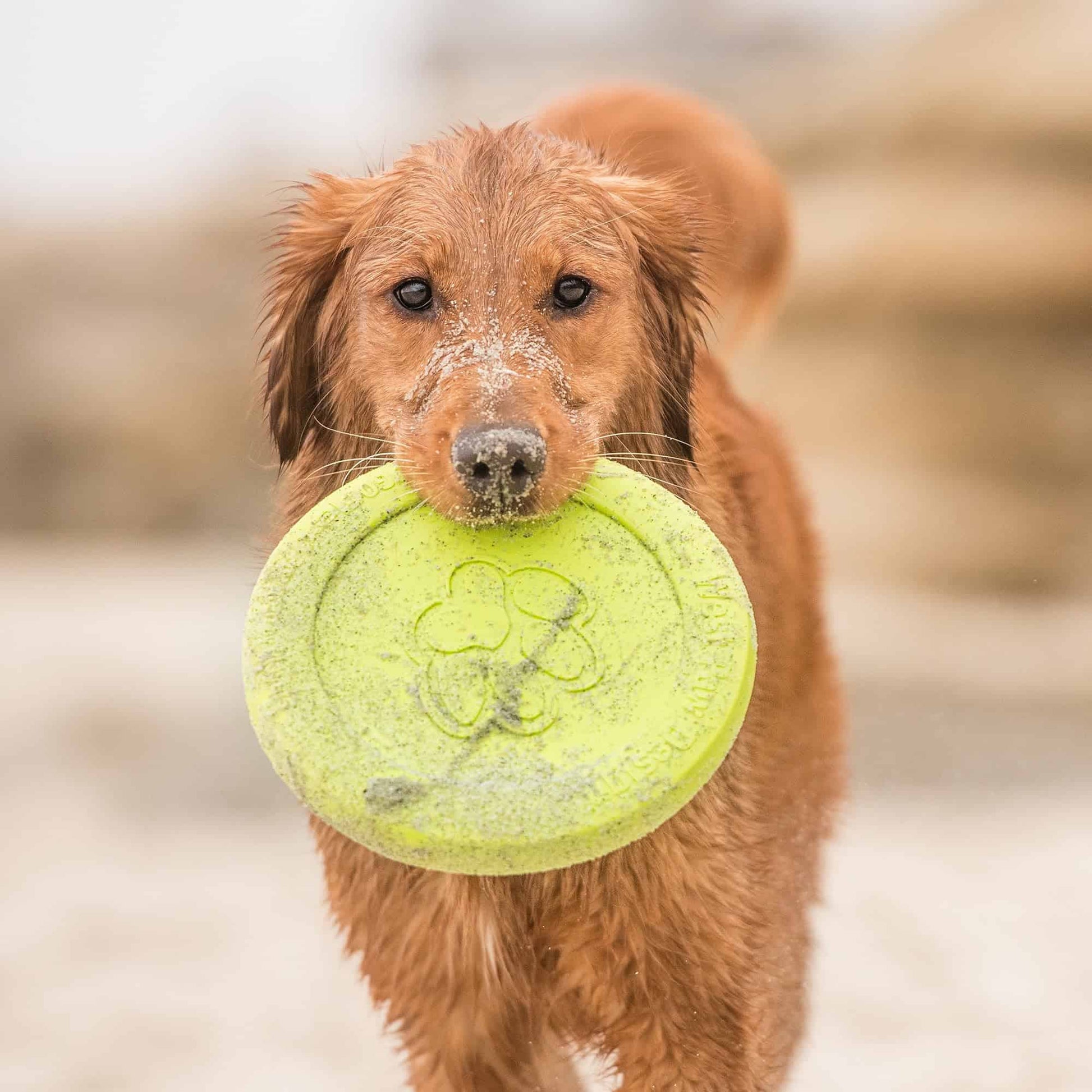 West Paw Zisc Flying Fetch Toy