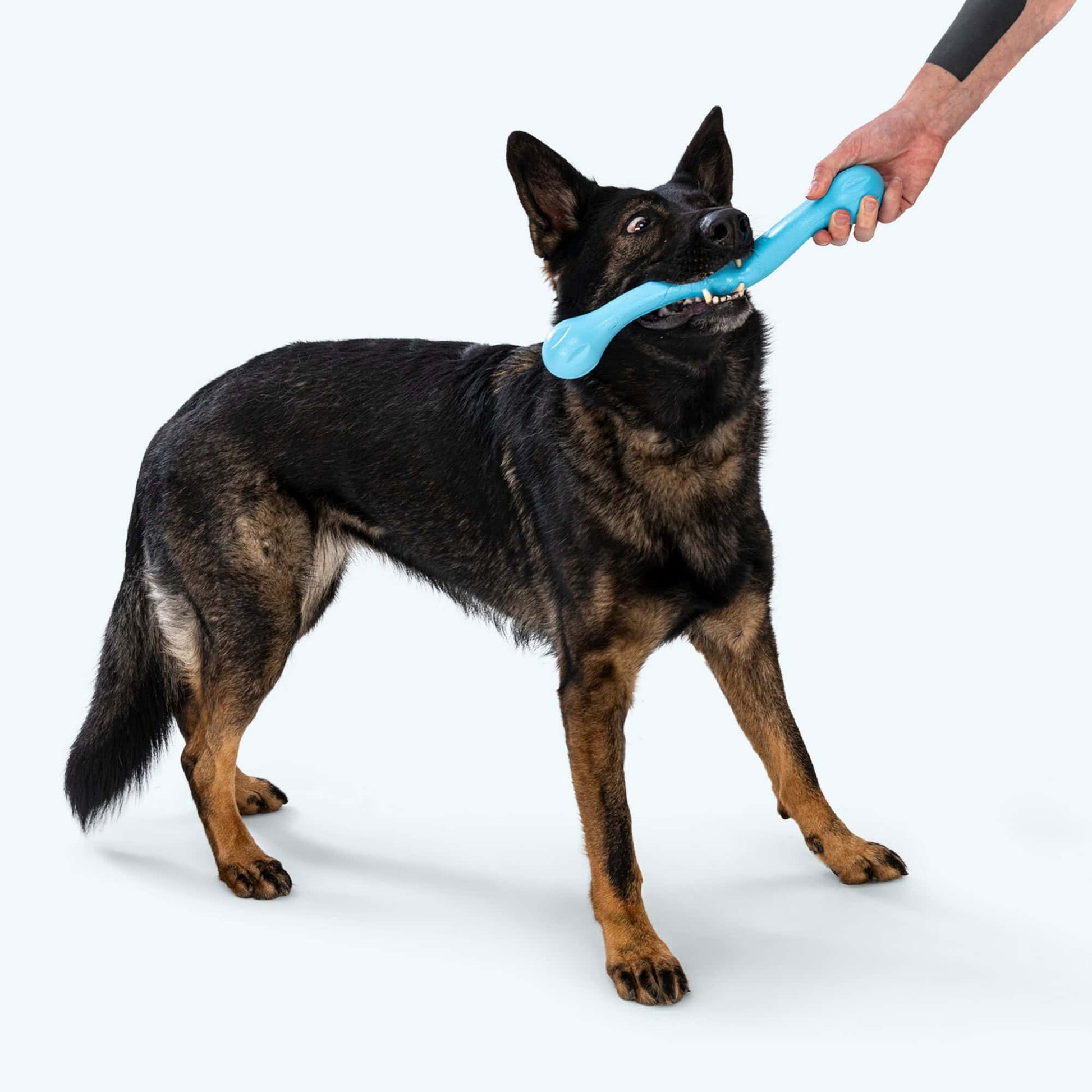 West Paw Zwig Tug Toy