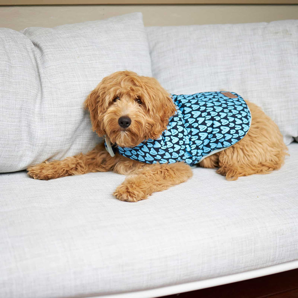 Kazoo Dog Blue Love Snuggie Large