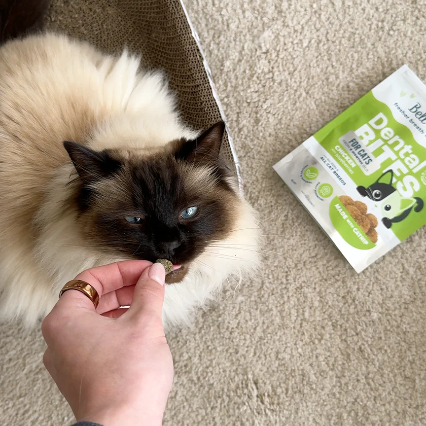 Bell & Bone Cat Dental Bites Chicken Blueberry 80g