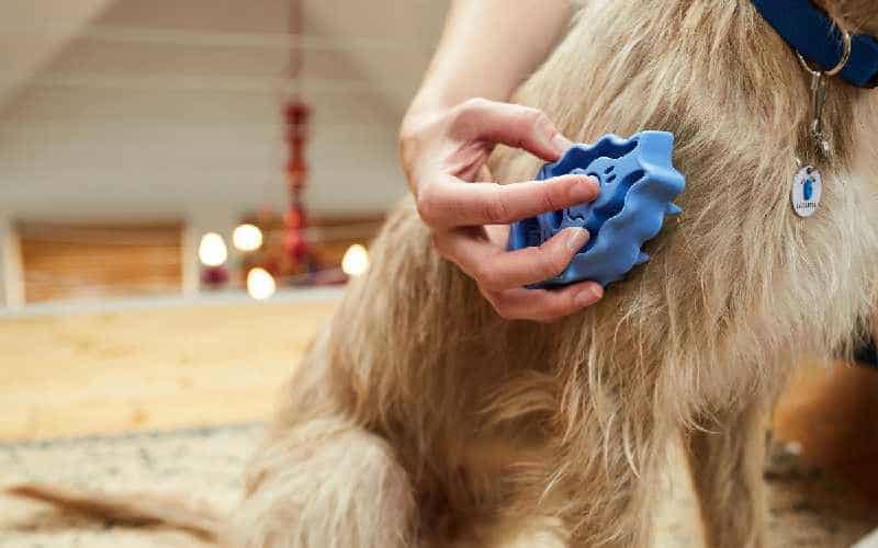 Kong Zoomgroom Boysenberry Dog Brush