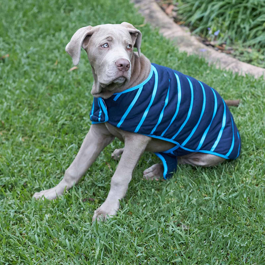 Kazoo Dog Blue Stripe Reversible Snuggie