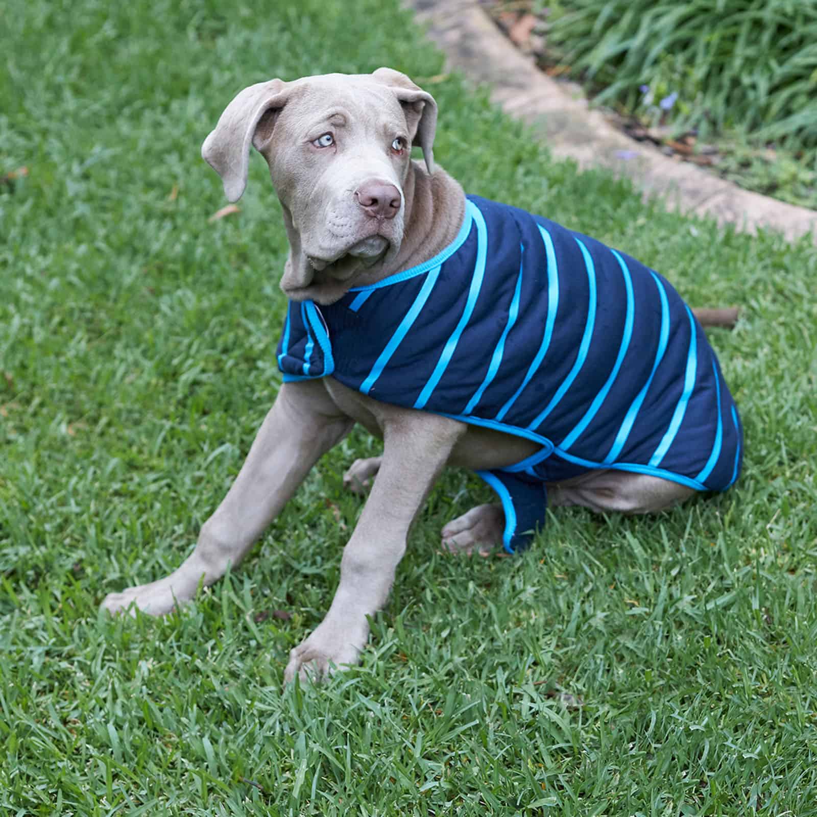 Kazoo Dog Blue Stripe Reversible Snuggie