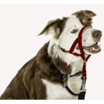 Halti Headcollar Red