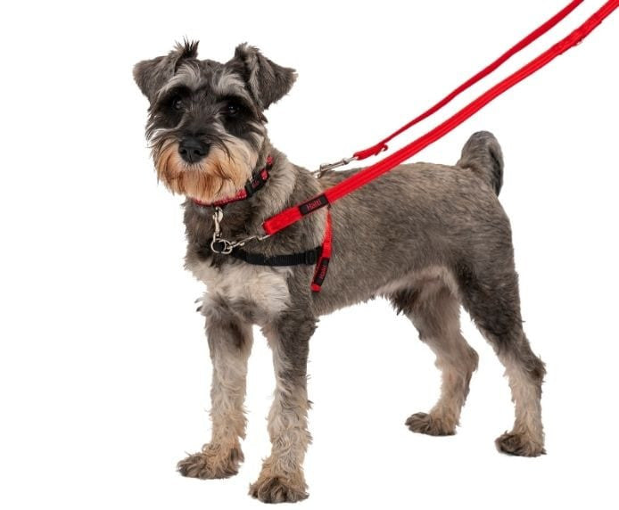 Halti Training Lead Large in Black