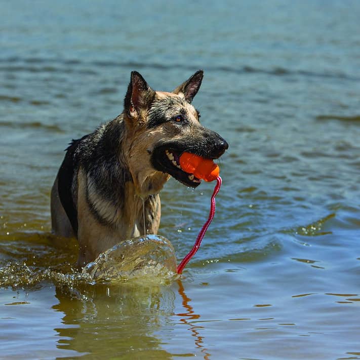 Kong Dog Aqua Dog Toy