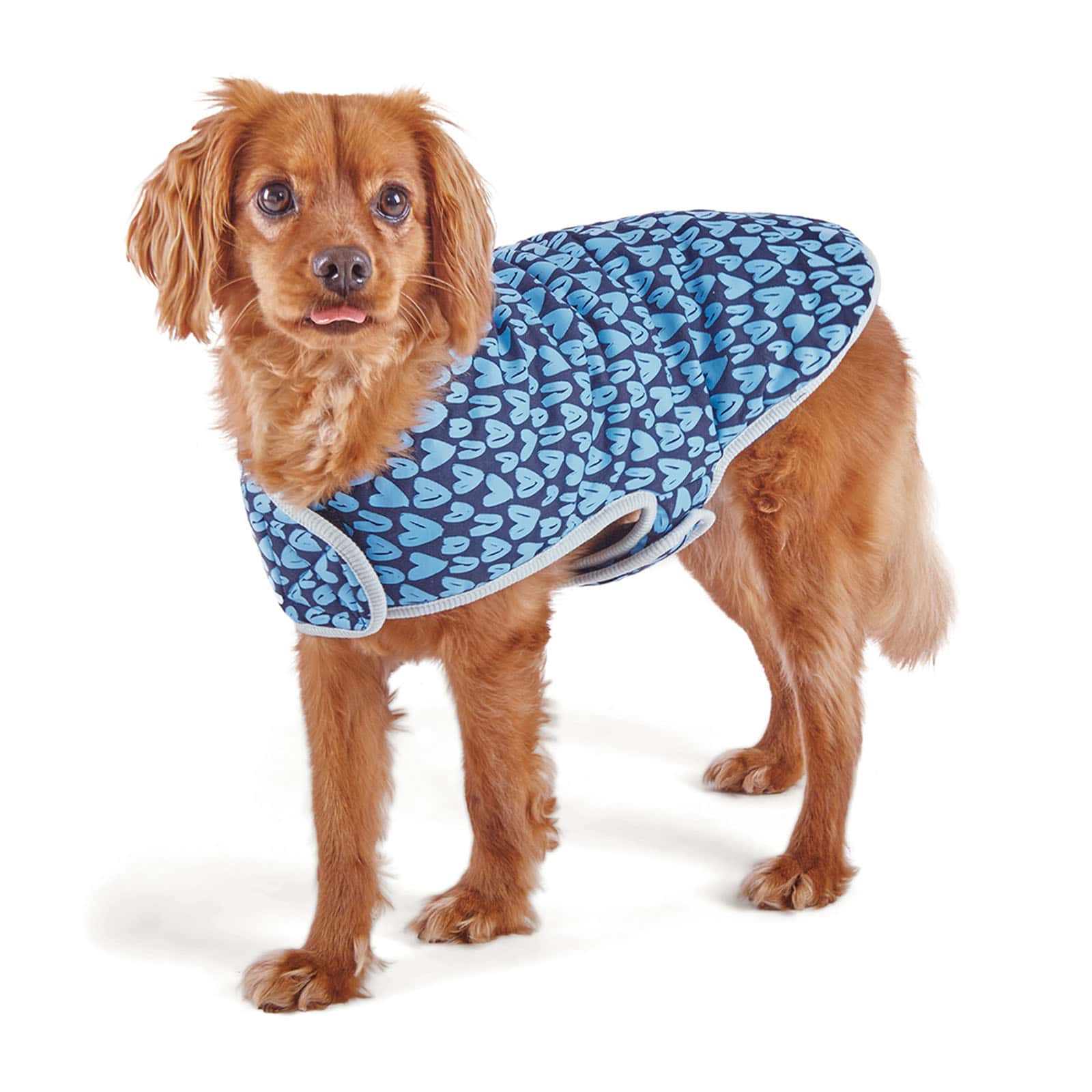 Kazoo Dog Blue Love Snuggie Large