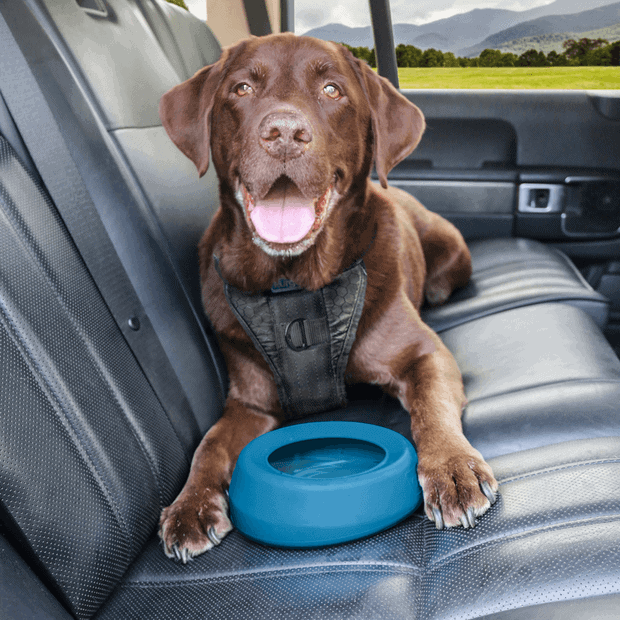 Kurgo Wander Splash Free Bowl - Blue