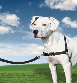PetSafe Easy Walk Harness Black