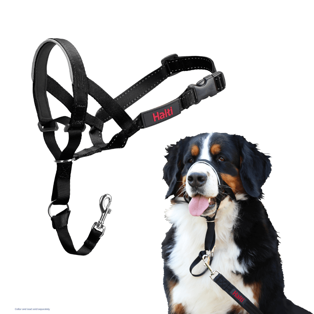 Halti Headcollar Black