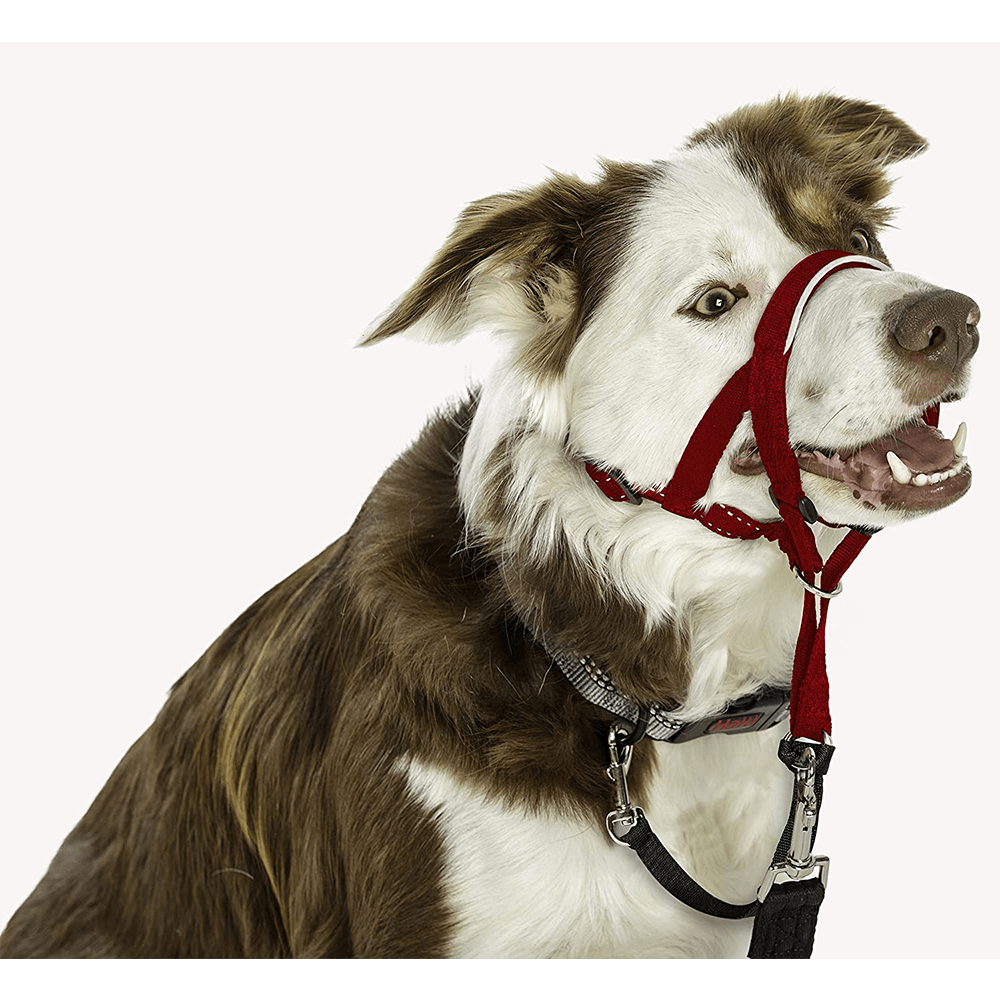 Halti Headcollar Red