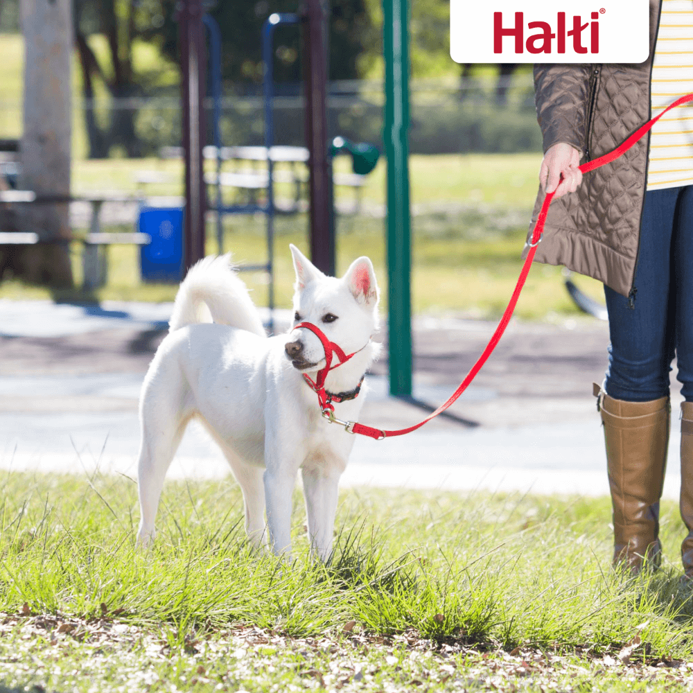 Halti Training Lead